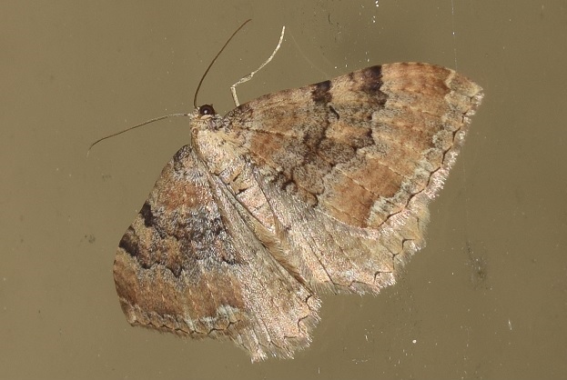 Geometridae: Hydria cervinalis